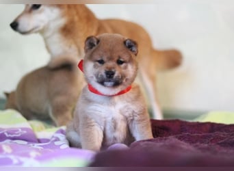 AYA, AMANE SHIBA INU WELPEN mit FCI dokumenten