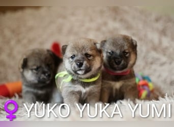 Wunderschöne Shiba-Inu-Welpen mit rotem Fell