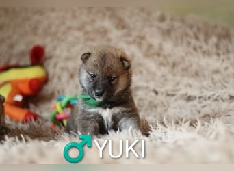 Wunderschöne Shiba-Inu-Welpen mit rotem Fell