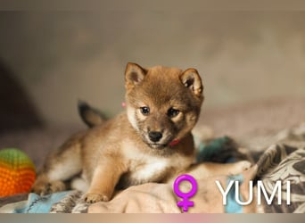 Wunderschöne Shiba-Inu-Welpen mit rotem Fell
