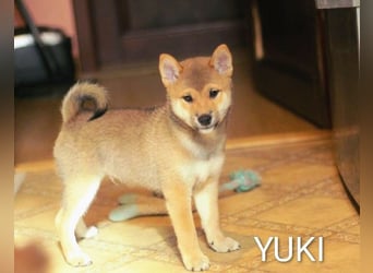 Wunderschöne Shiba-Inu-Welpen mit rotem Fell