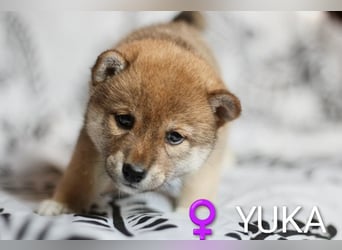 Wunderschöne Shiba-Inu-Welpen mit rotem Fell