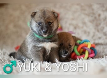 Wunderschöne Shiba-Inu-Welpen mit rotem Fell