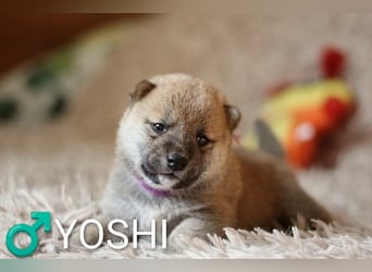 Wunderschöne Shiba-Inu-Welpen mit rotem Fell