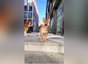 Wunderschöne Shiba-Inu-Welpen mit rotem Fell