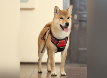 MEI Schöne rote Shiba inu Welpe   mit FCI dokumenten