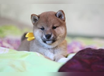 AYA, AMANE SHIBA INU WELPEN mit FCI dokumenten