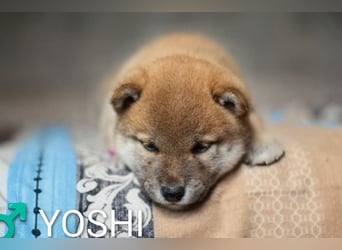 Wunderschöne Shiba-Inu-Welpen mit rotem Fell