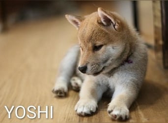 Wunderschöne Shiba-Inu-Welpen mit rotem Fell