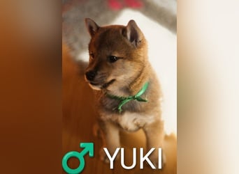 Wunderschöne Shiba-Inu-Welpen mit rotem Fell