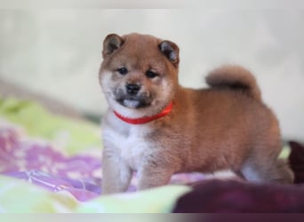 AYA, AMANE SHIBA INU WELPEN mit FCI dokumenten