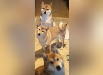 MEI Schöne rote Shiba inu Welpe   mit FCI dokumenten