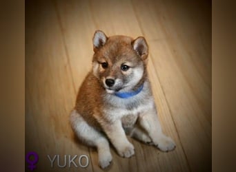 Wunderschöne Shiba-Inu-Welpen mit rotem Fell