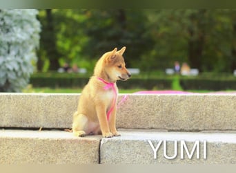 Wunderschöne Shiba-Inu-Welpen mit rotem Fell