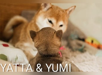 Wunderschöne Shiba-Inu-Welpen mit rotem Fell