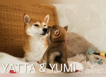 Wunderschöne Shiba-Inu-Welpen mit rotem Fell