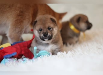 AYA, AMANE SHIBA INU WELPEN mit FCI dokumenten