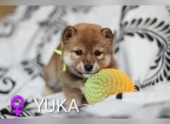 Wunderschöne Shiba-Inu-Welpen mit rotem Fell