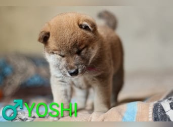 Wunderschöne Shiba-Inu-Welpen mit rotem Fell