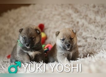 Wunderschöne Shiba-Inu-Welpen mit rotem Fell