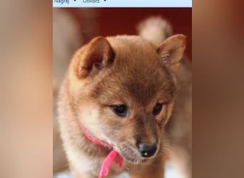 Wunderschöne Shiba-Inu-Welpen mit rotem Fell