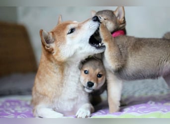 Wunderschöne Shiba-Inu-Welpen mit rotem Fell