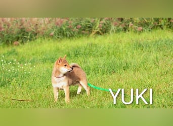 Wunderschöne Shiba-Inu-Welpen mit rotem Fell