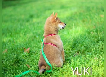 Wunderschöne Shiba-Inu-Welpen mit rotem Fell