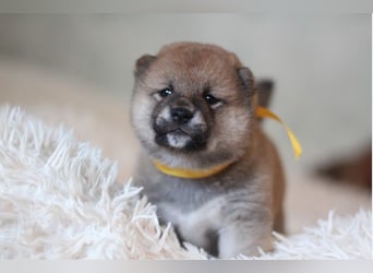 AYA, AMANE SHIBA INU WELPEN mit FCI dokumenten