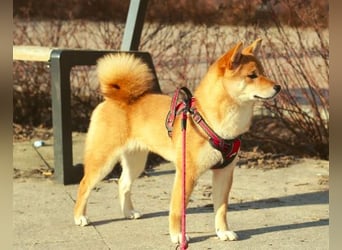 AMANE hübsche Hündin der Rasse SHIBA INU mit rotem Fell mit FCI dokumenten