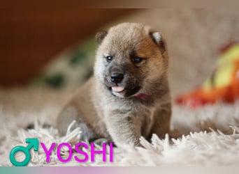 Wunderschöne Shiba-Inu-Welpen mit rotem Fell