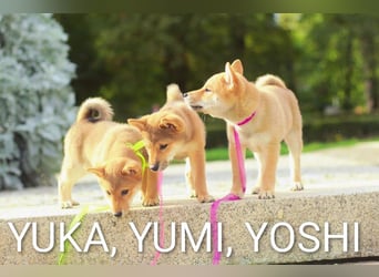 Wunderschöne Shiba-Inu-Welpen mit rotem Fell
