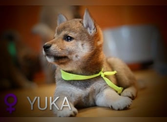 Wunderschöne Shiba-Inu-Welpen mit rotem Fell