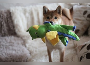 MEI Schöne rote Shiba inu Welpe   mit FCI dokumenten