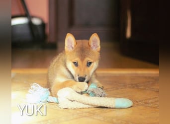 Wunderschöne Shiba-Inu-Welpen mit rotem Fell