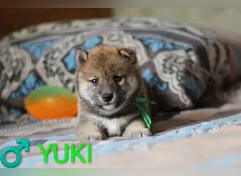 Wunderschöne Shiba-Inu-Welpen mit rotem Fell