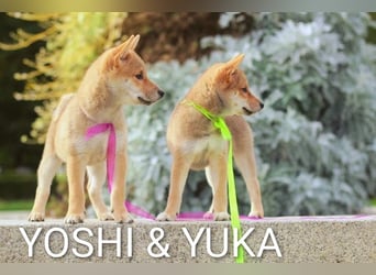 Wunderschöne Shiba-Inu-Welpen mit rotem Fell