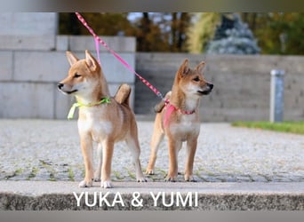 Wunderschöne Shiba-Inu-Welpen mit rotem Fell