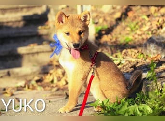 Wunderschöne Shiba-Inu-Welpen mit rotem Fell