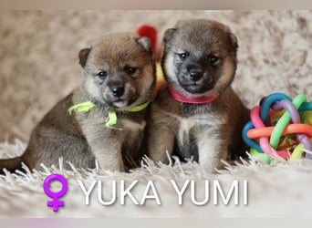 Wunderschöne Shiba-Inu-Welpen mit rotem Fell