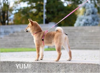 Wunderschöne Shiba-Inu-Welpen mit rotem Fell