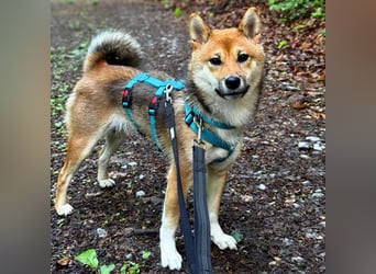 Yukki - ein Wirbelwind