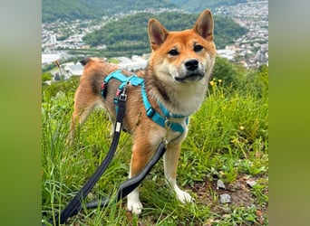 Yukki - ein Wirbelwind