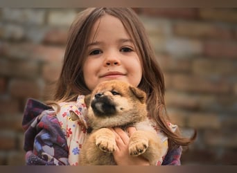 Shiba inu puppies FCI pedigree