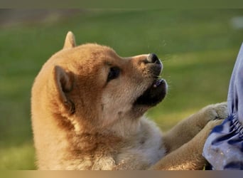 Shiba inu puppies FCI pedigree