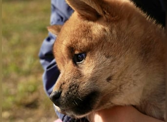 Shiba inu puppies FCI pedigree