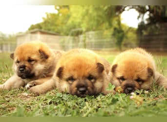 Shiba inu puppies FCI pedigree