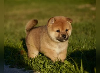 Shiba inu puppies FCI pedigree