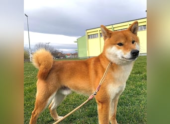 Shiba inu puppies FCI pedigree