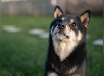 Shiba inu puppies FCI pedigree